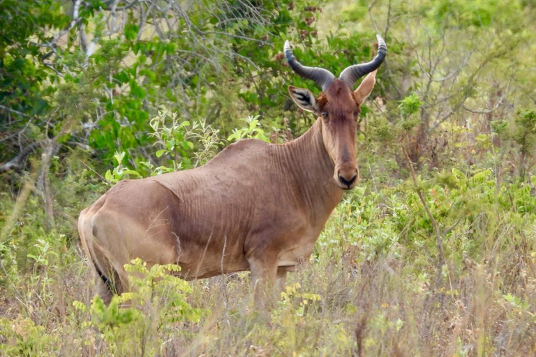 Diani/ Mombasa: Private Shimba Hills Day Safari
