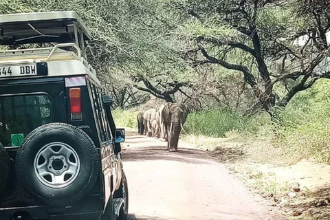 Arusha: Safari de dia inteiro no Parque Nacional do Lago Manyara