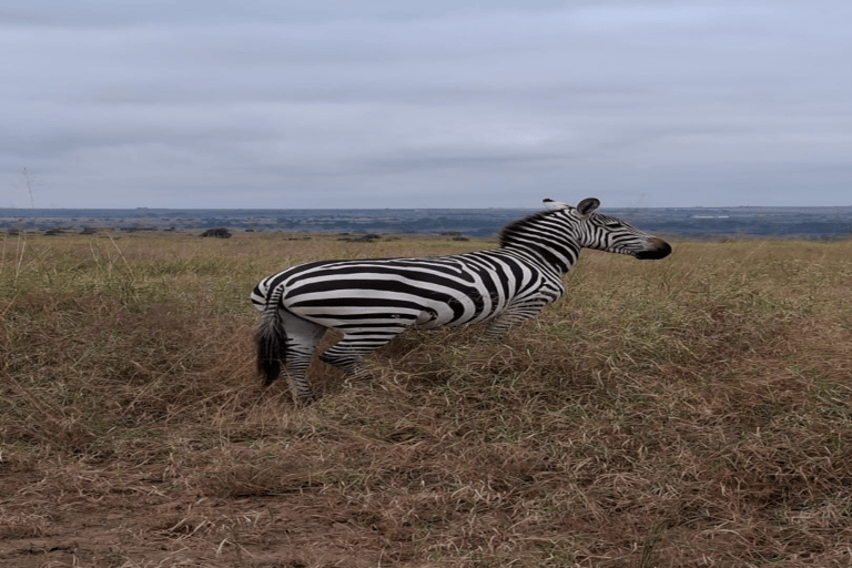 Tour di un giorno del Parco Nazionale di Nairobi e del Centro delle Giraffe