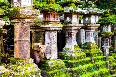 Kyoto & Nara: Private Cultural Journey with Guide & Pickup