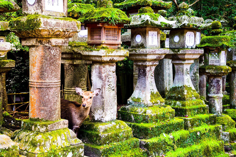 Kyoto & Nara: Private Cultural Journey with Guide & Pickup