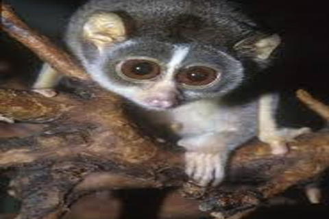 Sigiriya: Slender Loris Night Safari with Hotel Pickup
