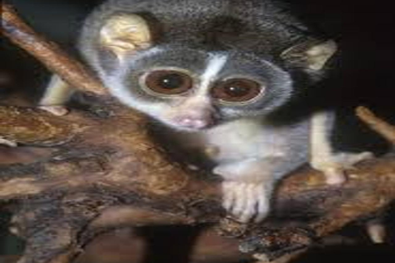 Sigiriya: Slender Loris Night Safari with Hotel Pickup