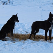 Pyhätunturi : safari en traîneau à chiens de 5 km avec visite de la ferme
