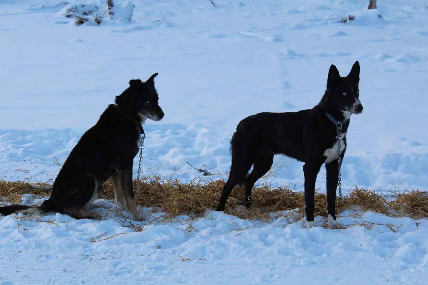 퓌하퉁투리: 농장 체험까지 포함된 허스키 사파리