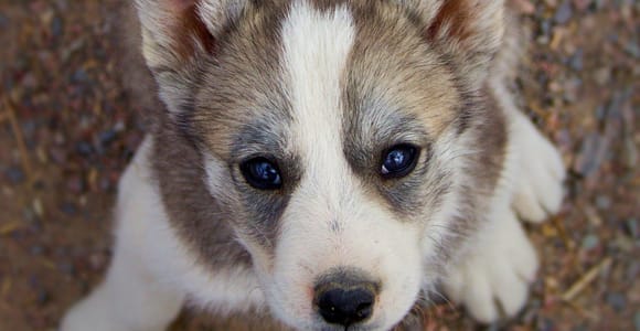 Kiruna: Husky Kennel Visit with Short Ride and Fika