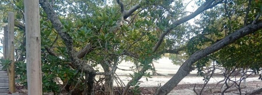 Mida Creek : Visite guidée de la forêt de mangroves et du lagon Malindi