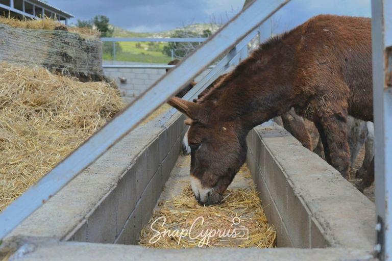From Larnaka: Golden Donkeys, Unesco &. White Rocks Tour Golden Donkeys Choirokoitia Unesco White Rocks from Larnaka