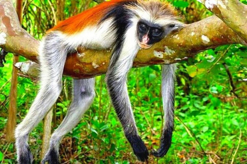 Zanzibar: tour di mezza giornata alla scoperta delle scimmie della foresta di Jozani