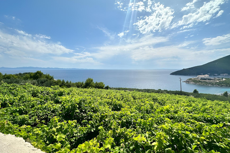 Dubrovnik: Tour privato del vino e della gastronomia nella penisola di PelješacDa Dubrovnik: tour privato enogastronomico fino a 8 persone