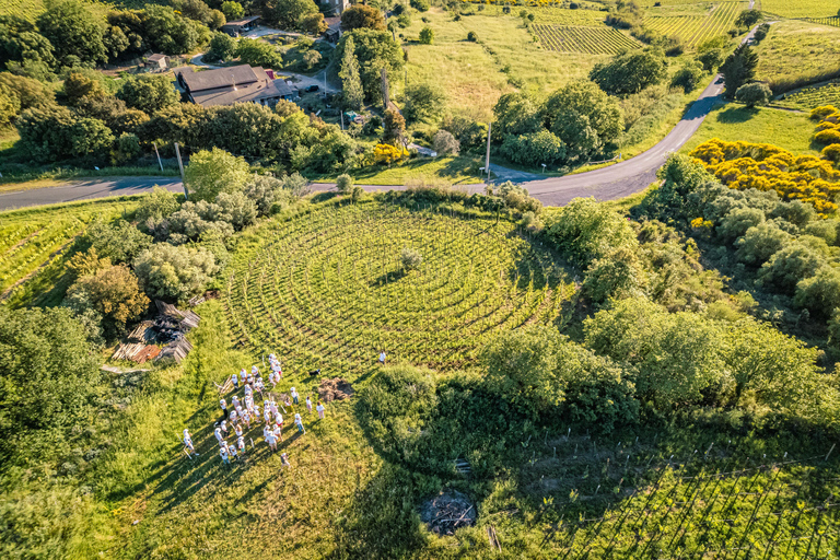 Pézenas: Tour of a spiral vineyard, food tasting, and winemaker's aperitif