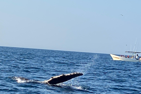 Puerto Escondido: Bootstour zu Delfinen und MeerestierenPrivate Tour