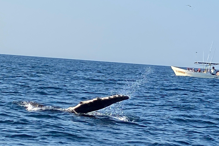 Puerto Escondido: Bootstour zu Delfinen und MeerestierenPrivate Tour