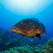 Vila Franca do Campo: Passeios Guiados de Mergulho de Barco duas vezes por dia.