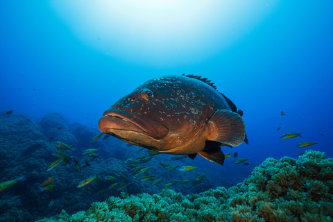Vila Franca do Campo: Boat Diving Guided Tours twice a day. Vila Franca do Campo: Diving Tours. Single dives twice a day