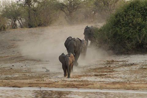 Excursión de un día al Parque Nacional de Chobe