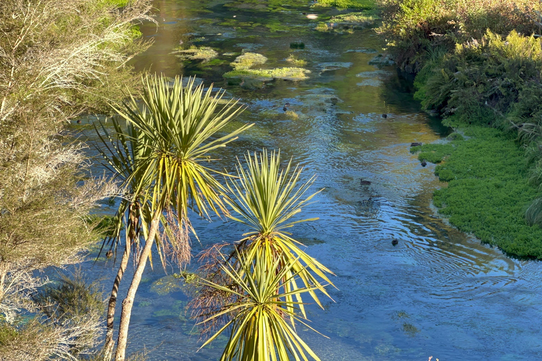 EXCLUSIVE Blue Spring experience half day tour from Auckland