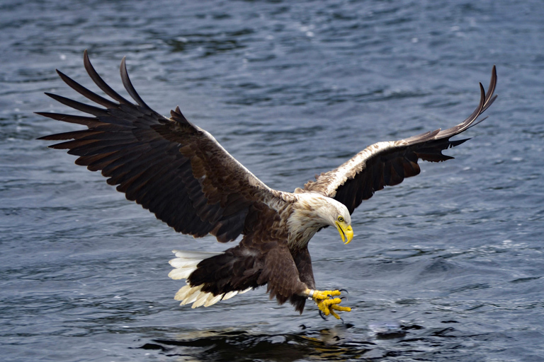 Glenfinnan: Cruise on Loch Shiel Glenfinnan to Gaskan area