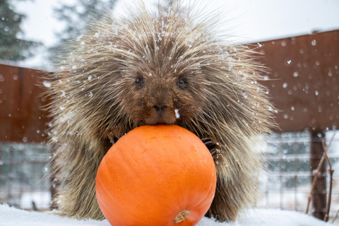Centre de conservation de la faune de l'Alaska : billet d'entrée