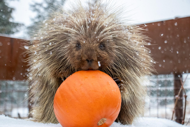 Centre de conservation de la faune de l'Alaska : billet d'entrée