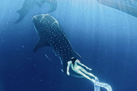 Lombok Sumbawa Best Sharing 2D1N Whale Shark With Snorkeling From Sumbawa Best Sharing 2D1N Whale Shark With Snorkeling