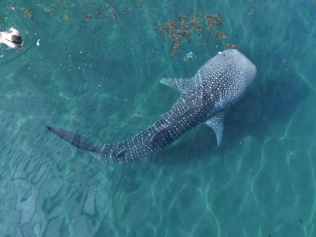 Visit Whale shark with a marine biologist. in La Paz