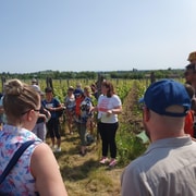 Osate l'Alsazia Il vino con un tocco femminile