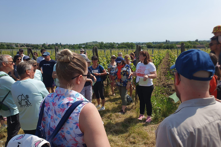 Dare to Alsace Wine with a Feminine Touch