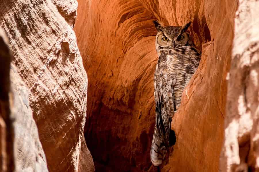 Page: AACT – Geführte Tour durch den Upper Antelope Canyon. Foto: GetYourGuide Page: AACT – Geführte Tour durch den Upper Antelope Canyon. Foto: GetYourGuide