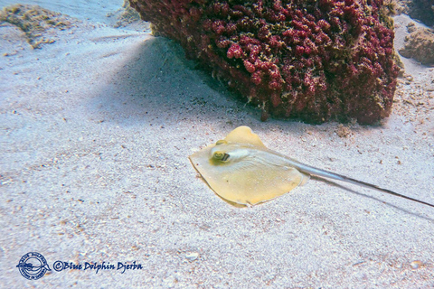 Djerba: Beginner Scuba Diving Introduction with Hotel Transfers Djerba: Beginner Dive Baptism with Hotel Transfers
