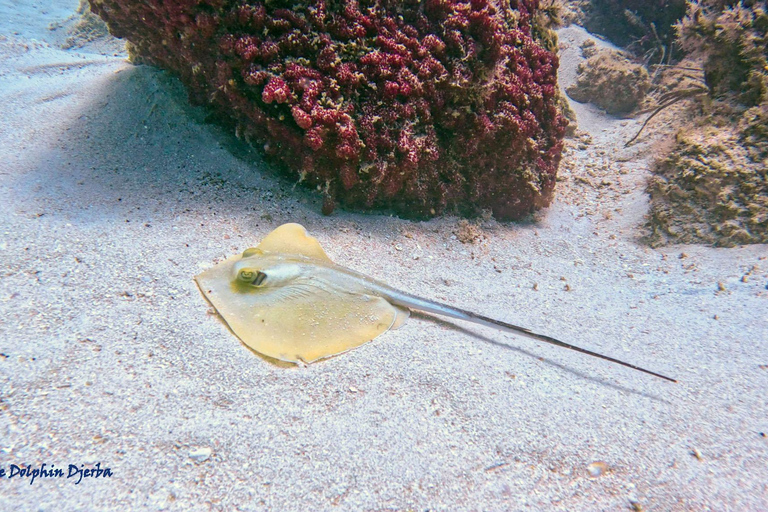 Djerba: Beginner Scuba Diving Introduction with Hotel Transfers Djerba: Beginner Dive Baptism with Hotel Transfers