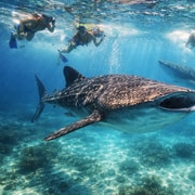 Cebu: Oslob Whale Sharks, Tumalog Falls & Moalboal Sardines