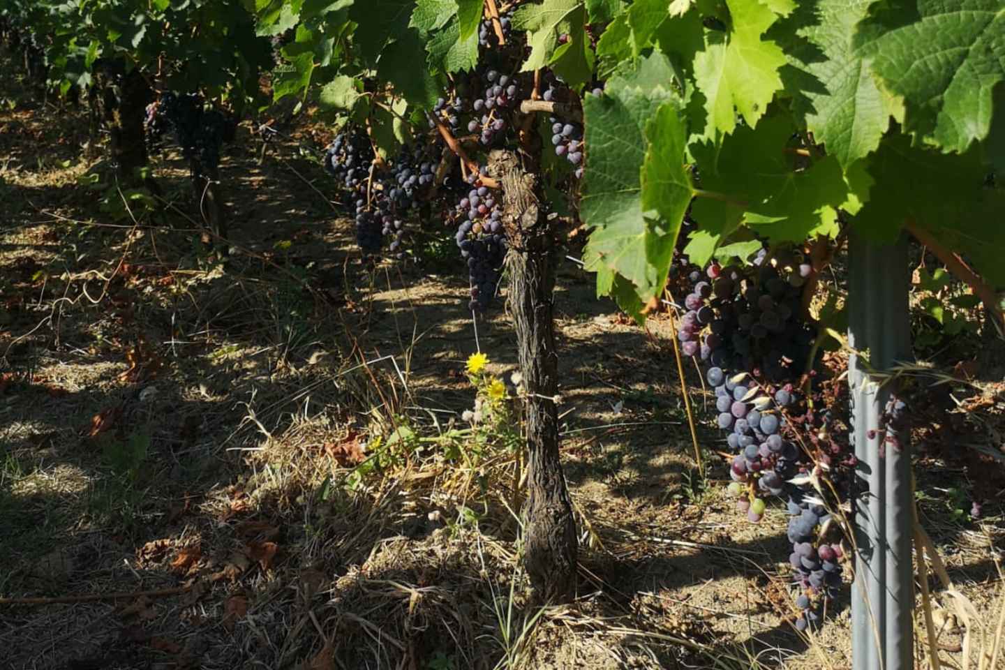 Vínsmökkun í Saint-Émilion: Hálfsdagsferð frá Bordeaux