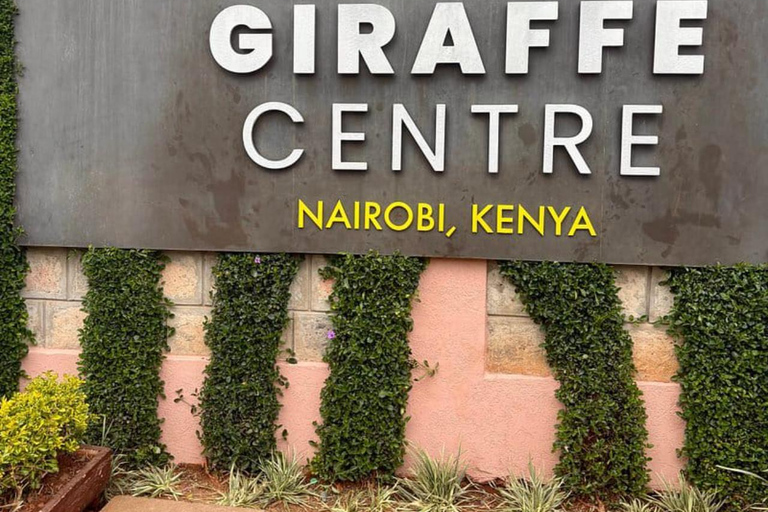 Nairobi: Giraffe Encounter With Feeding Experience