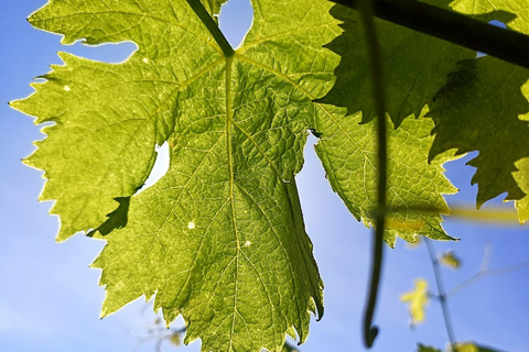 Visite guidée du Domaine &amp; Dégustation de vins