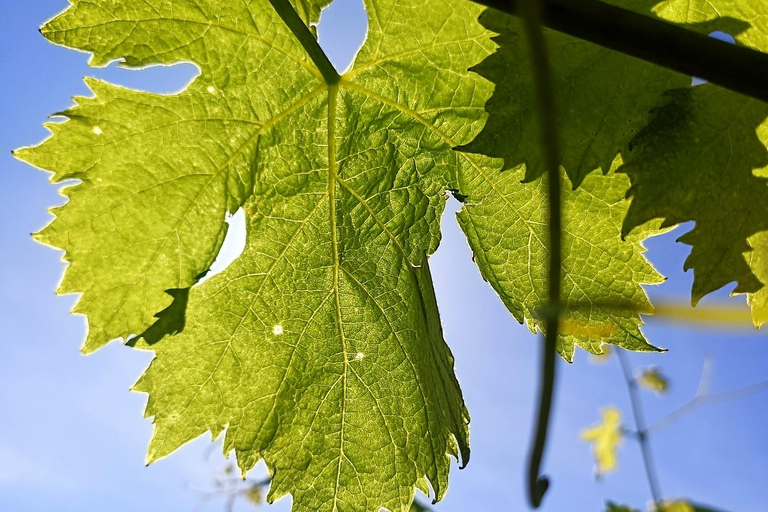 Visite guidée du Domaine &amp; Dégustation de vins