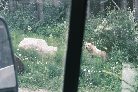 كالجاري: شروق الشمس في بحيرة موراين وبحيرة لويز ورحلات السفاري للحياة البريةCalgary:Moraine Lake Sunrise &amp; Lake Loui