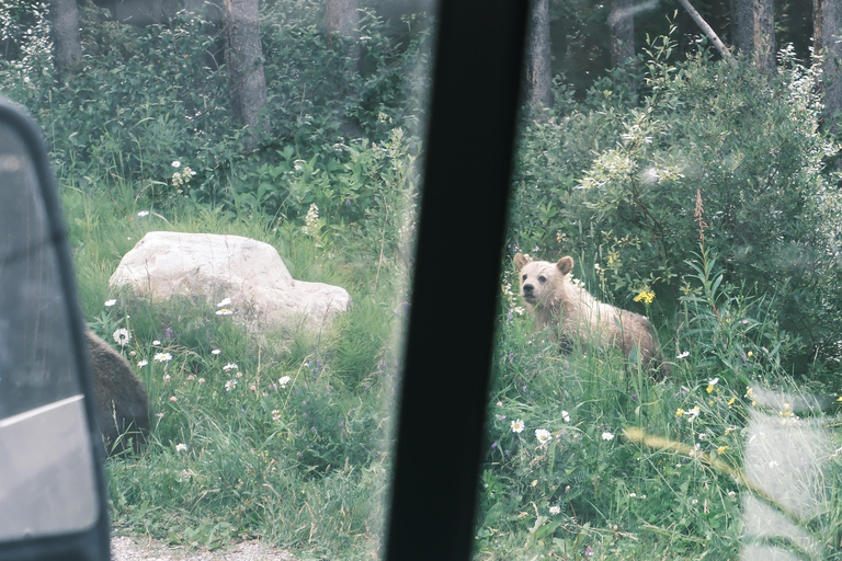 كالجاري: شروق الشمس في بحيرة موراين وبحيرة لويز ورحلات السفاري للحياة البريةCalgary:Moraine Lake Sunrise &amp; Lake Loui
