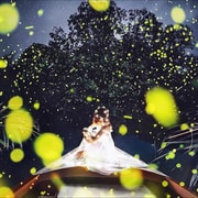 Bohol: Firefly Watching River Cruise (Nature-Dependent) Bohol: Firefly Watching River Cruise (Nature-Dependent)