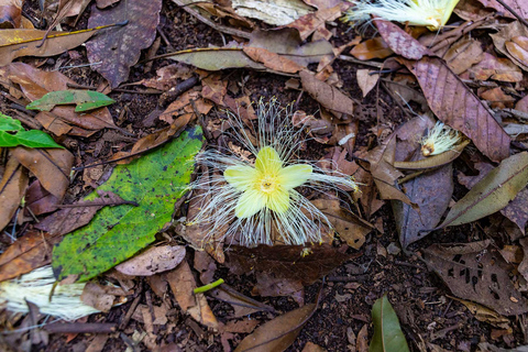 Jungle trek and canoeing on the Tapajós River. Jungle hike and canoe ride on the Tapajós River.