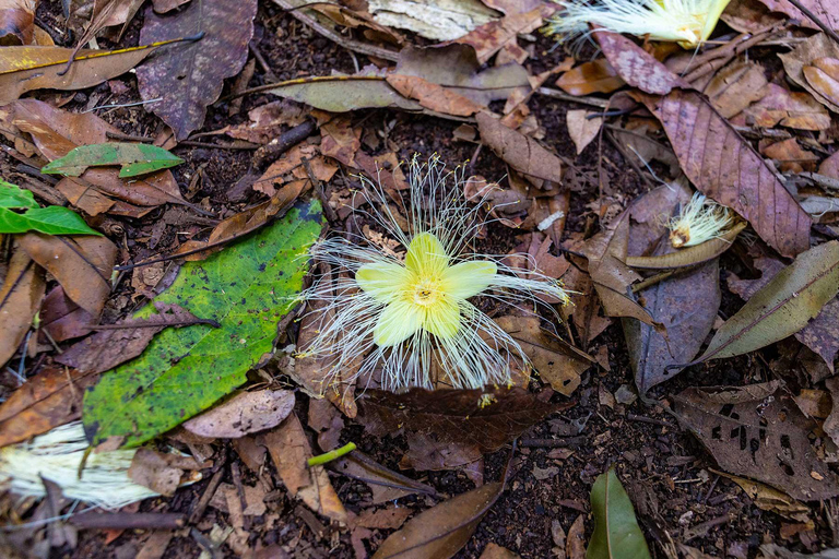 Jungle trek and canoeing on the Tapajós River. Jungle hike and canoe ride on the Tapajós River.