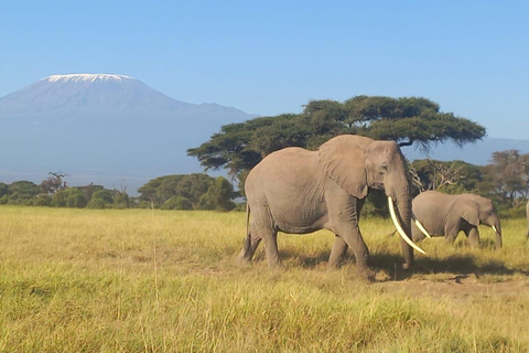 DAY TOUR AMBOSELI NATIONAL PARK PRIVATE SAFARI FROM NAIROBI.