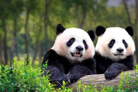 Private Tour to Panda House with Great Wall or City Sites
