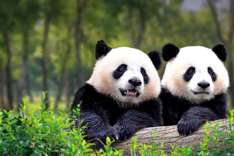 Tour privado a la Casa del Panda con la Gran Muralla o los Sitios de la CiudadOpción 1: Jardín del Panda con la Gran Muralla de Mutianyu