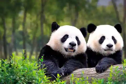 Private Tour to Panda House with Great Wall or City Sites