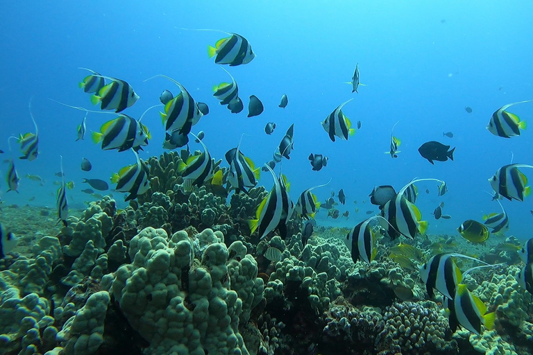 Oahu: Beginner SCUBA duik bij Electric Beach
