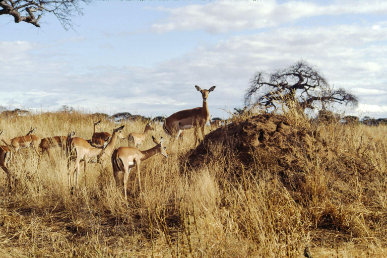 2 Tage Tansania-Safari zum Tarangire und Ngorongoro-Krater