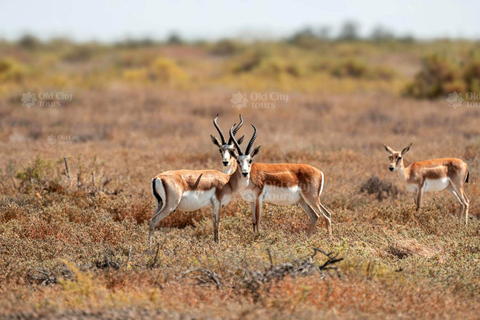 Shirvan Eco-Tour: Gazelles, Birdwatching & Village Lunch Private tour