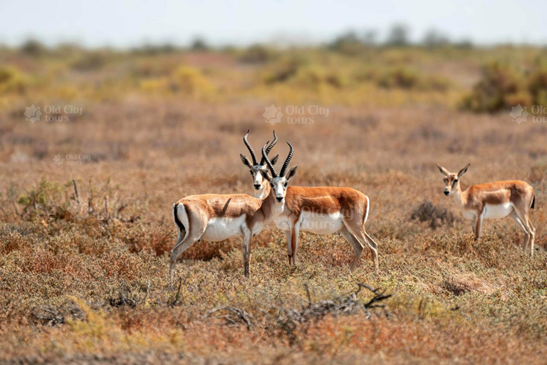 Shirvan Eco-Tour: Gazelles, Birdwatching & Village Lunch Private tour