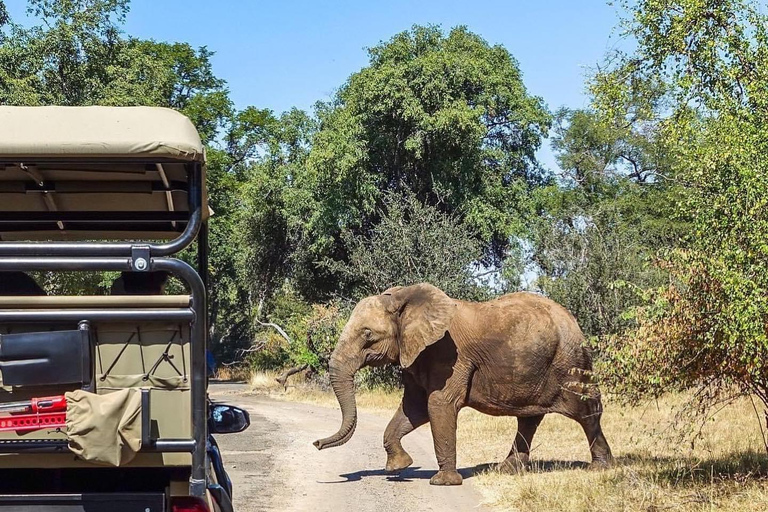 Safari safari och promenad med noshörning